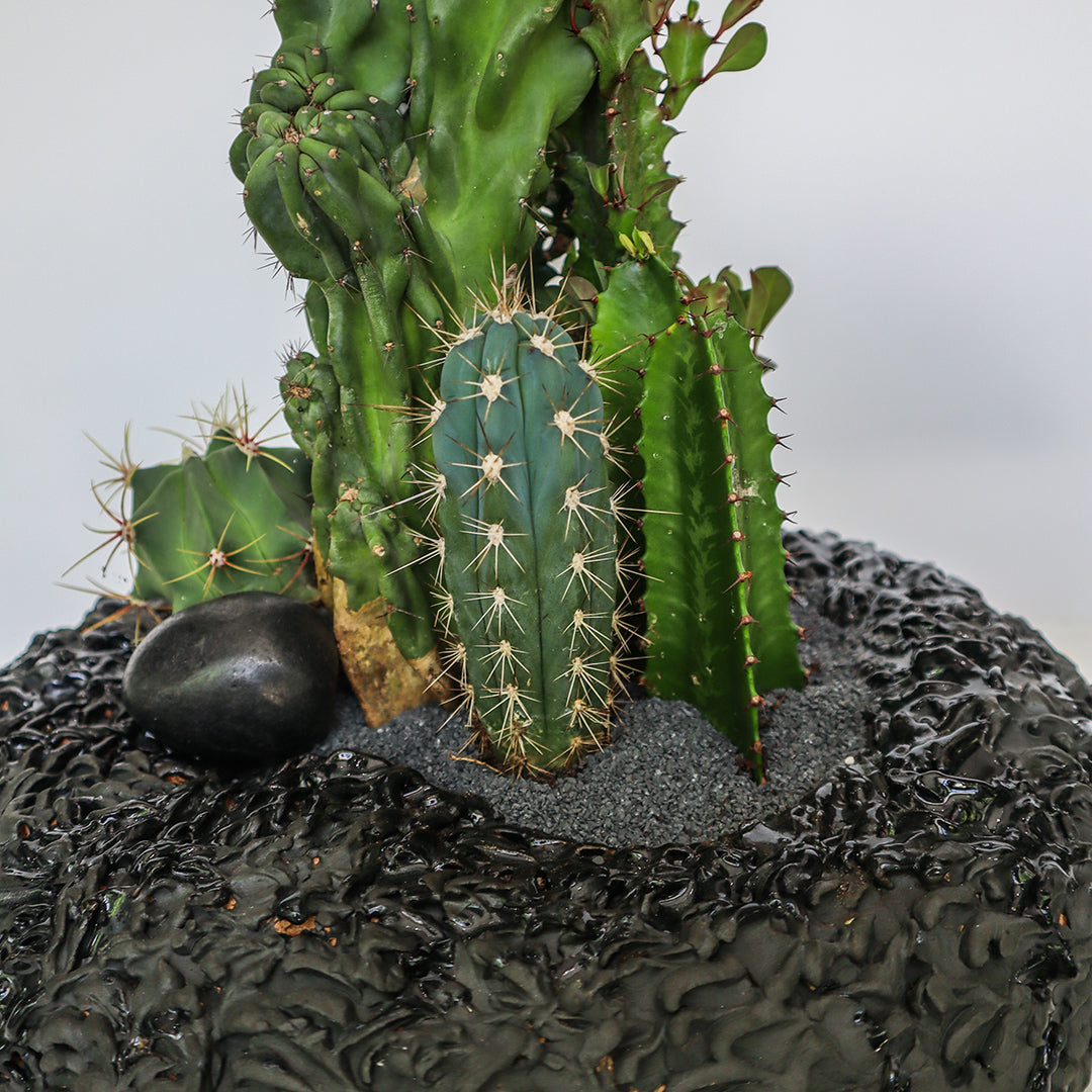Ceramic Circle Black Cactus Garden