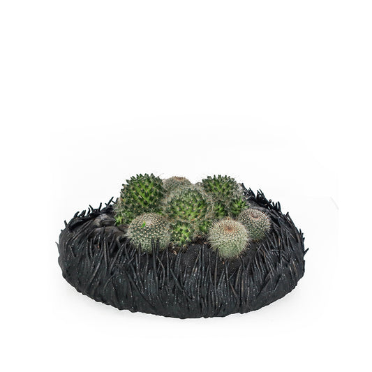 Ceramic Nest Black Cactus Low Garden