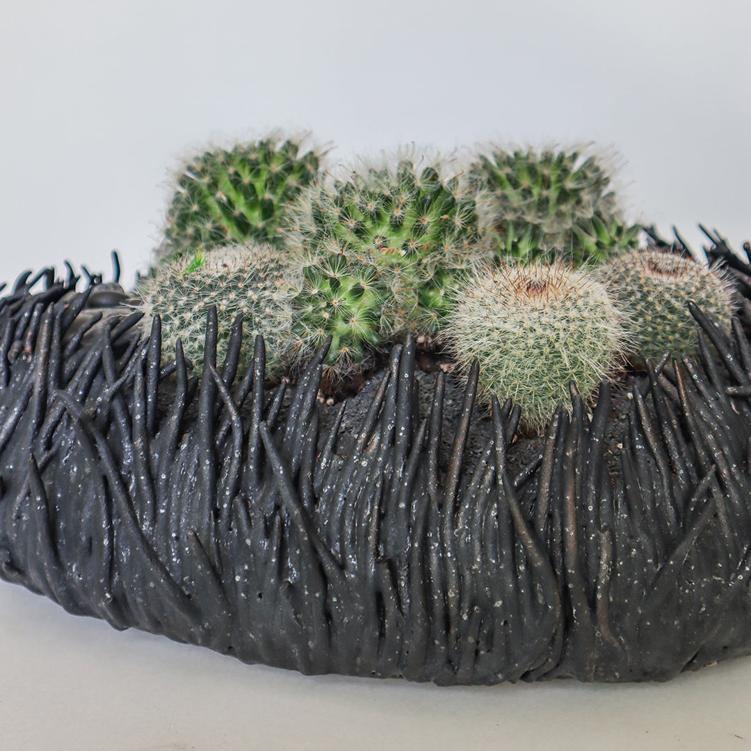 Ceramic Nest Black Cactus Low Garden