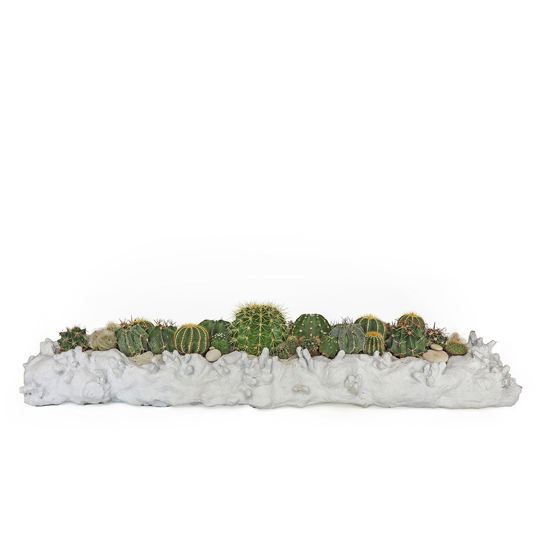 Julieta Teppa  - One of a Kind Coralium Papier-Mâché White No.4 Trough Cactus