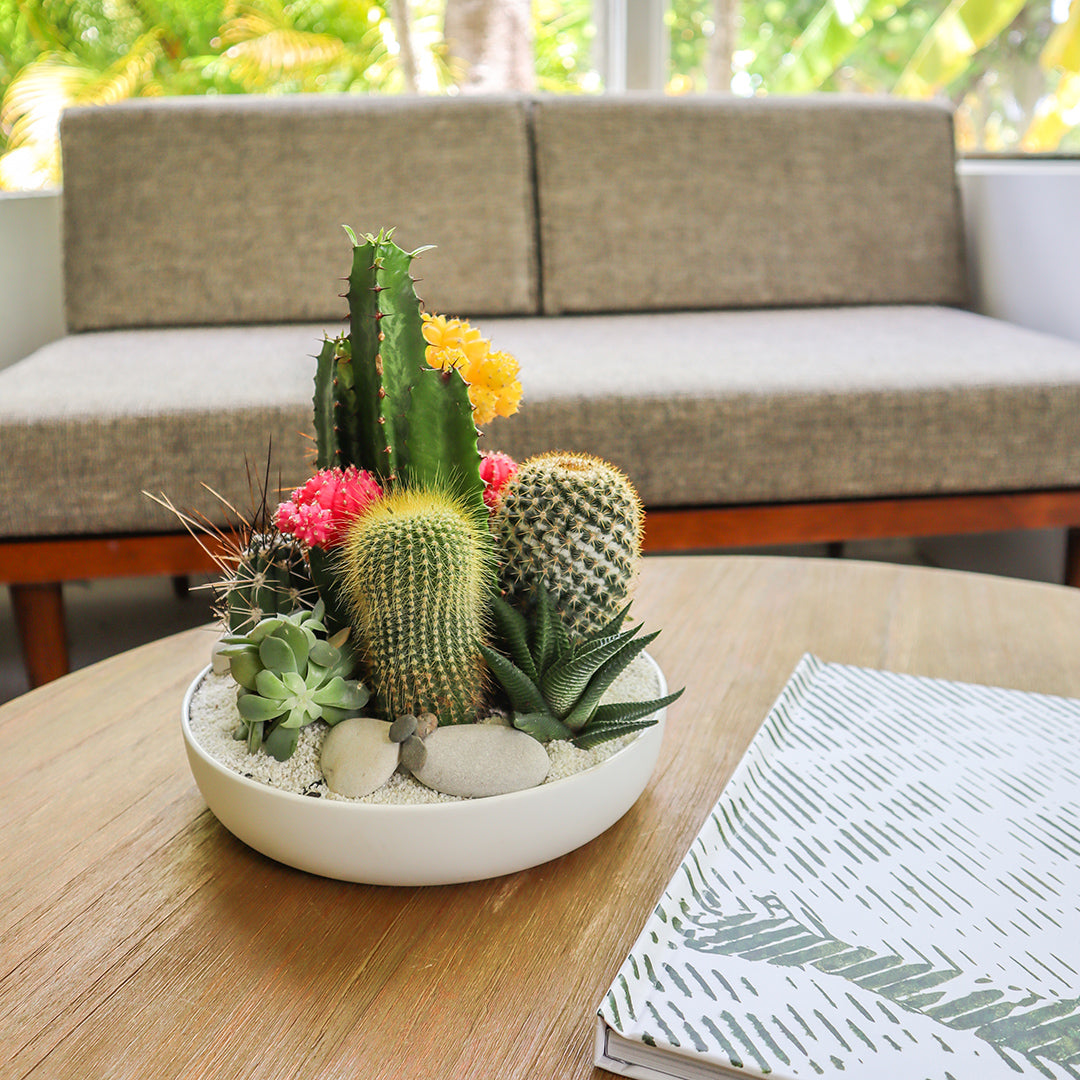 cacti and succulent dish garden Porcelain Dish Cacti & Succulent Garden