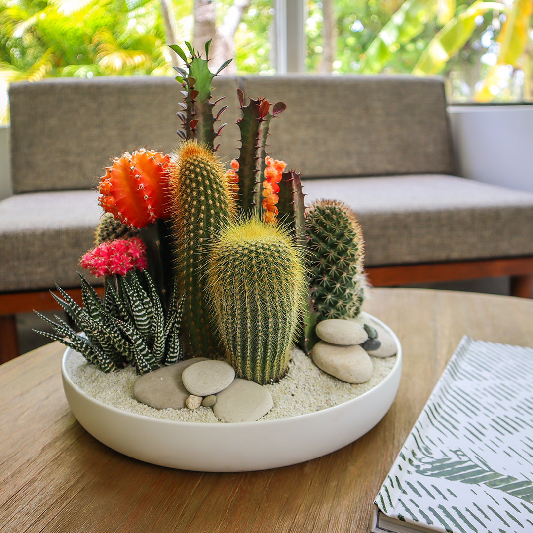 succulent and cactus dish gardens Porcelain Dish Cacti & Succulent Garden