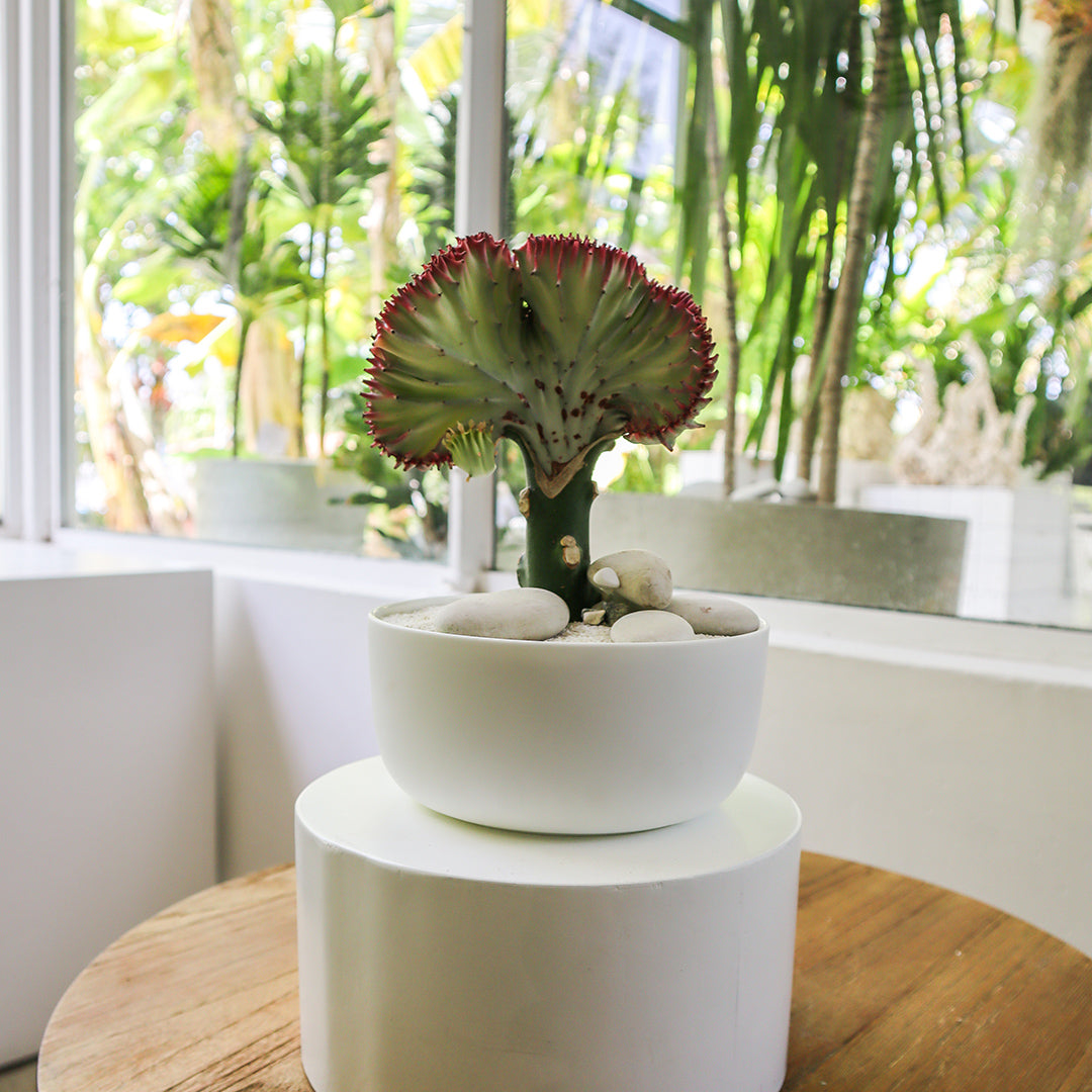 coral cactus indoor plant Porcelain Mini Bowl Coral Cactus Garden