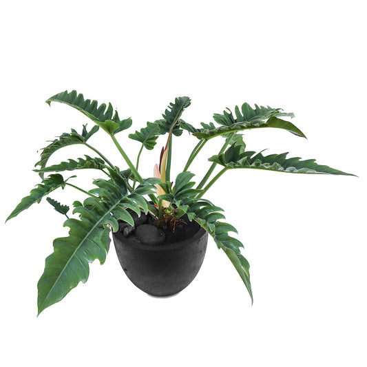 Julieta Teppa  - Milano Round Small - Philo Narrow