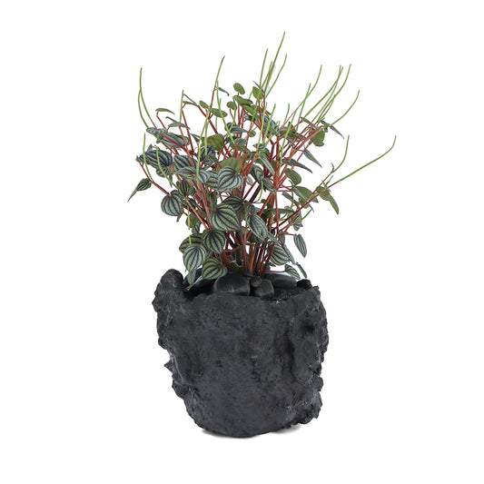 Julieta Teppa  - One of a Kind Black No.4 Peperomia Little Toscani