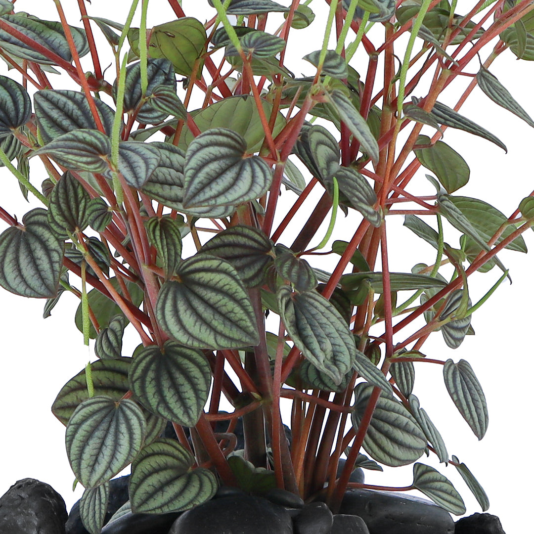 Julieta Teppa  - One of a Kind Black No.4 Peperomia Little Toscani