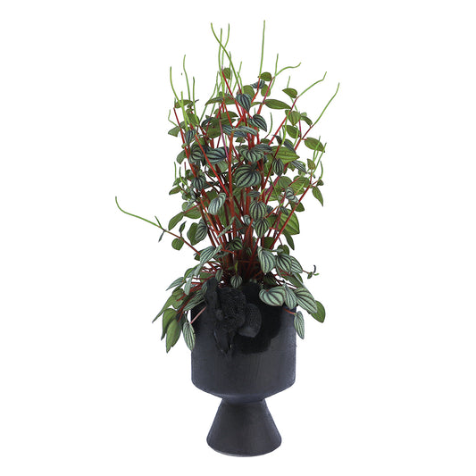 Julieta Teppa  - One of a Kind Black No.7 Peperomia Little Toscani