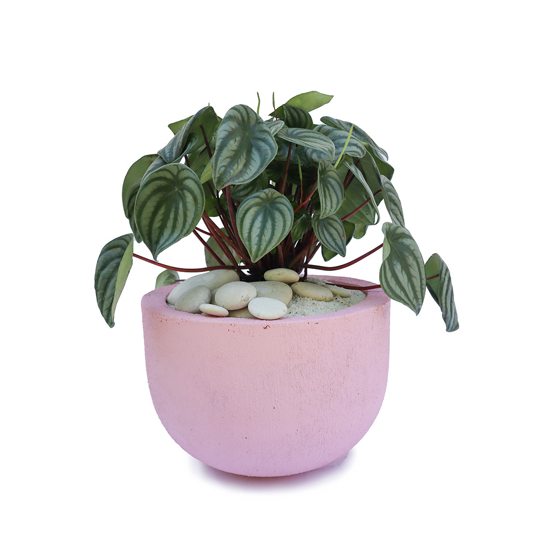 Julieta Teppa  - One of a Kind Pink No.1 Peperomia Watermelon