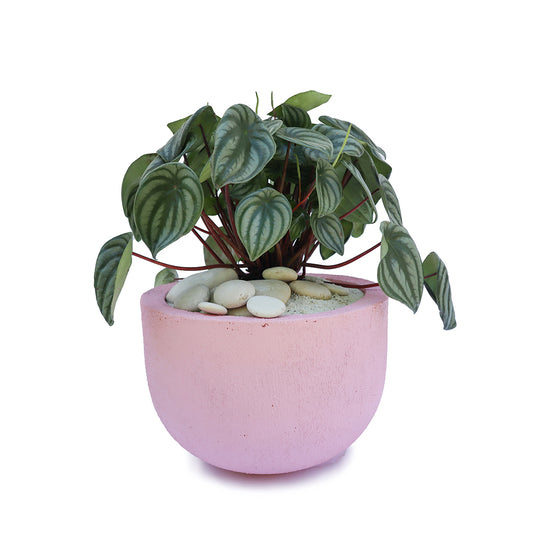 Julieta Teppa  - One of a Kind Pink No.1 Peperomia Watermelon