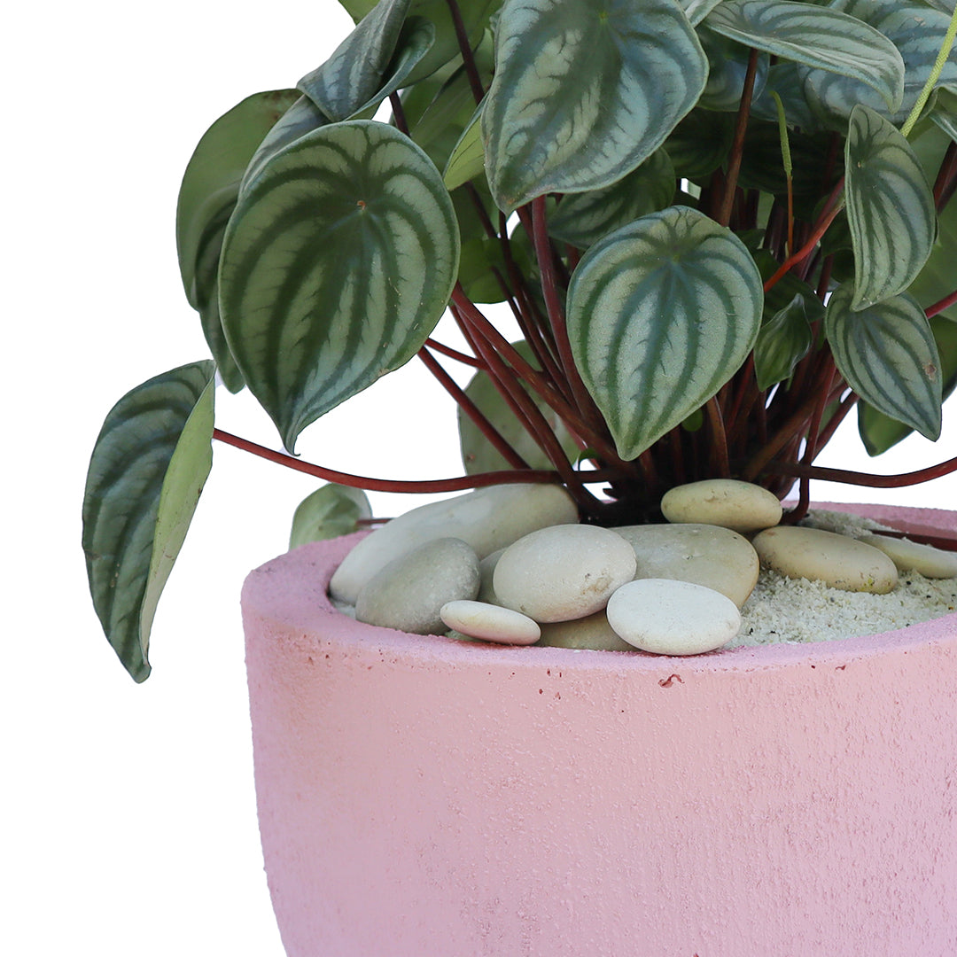 Julieta Teppa  - One of a Kind Pink No.1 Peperomia Watermelon