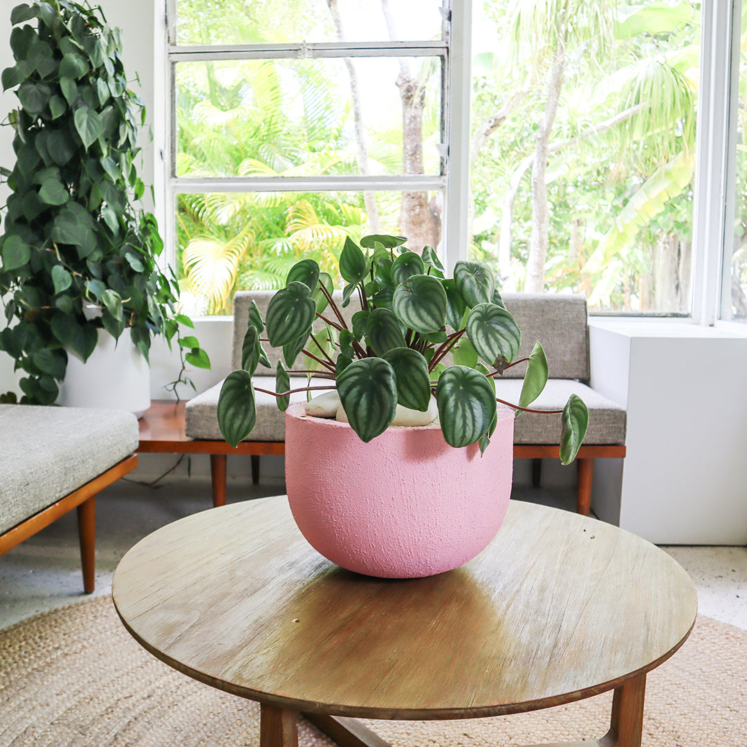 Julieta Teppa  - One of a Kind Pink No.1 Peperomia Watermelon