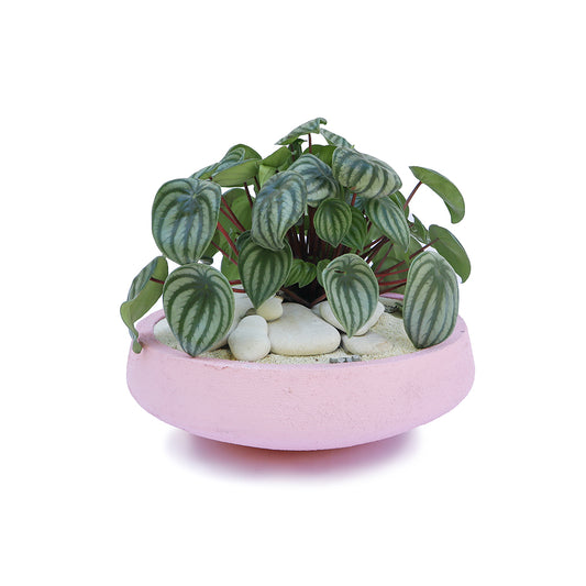 Julieta Teppa  - One of a Kind Pink No.2 Peperomia Watermelon