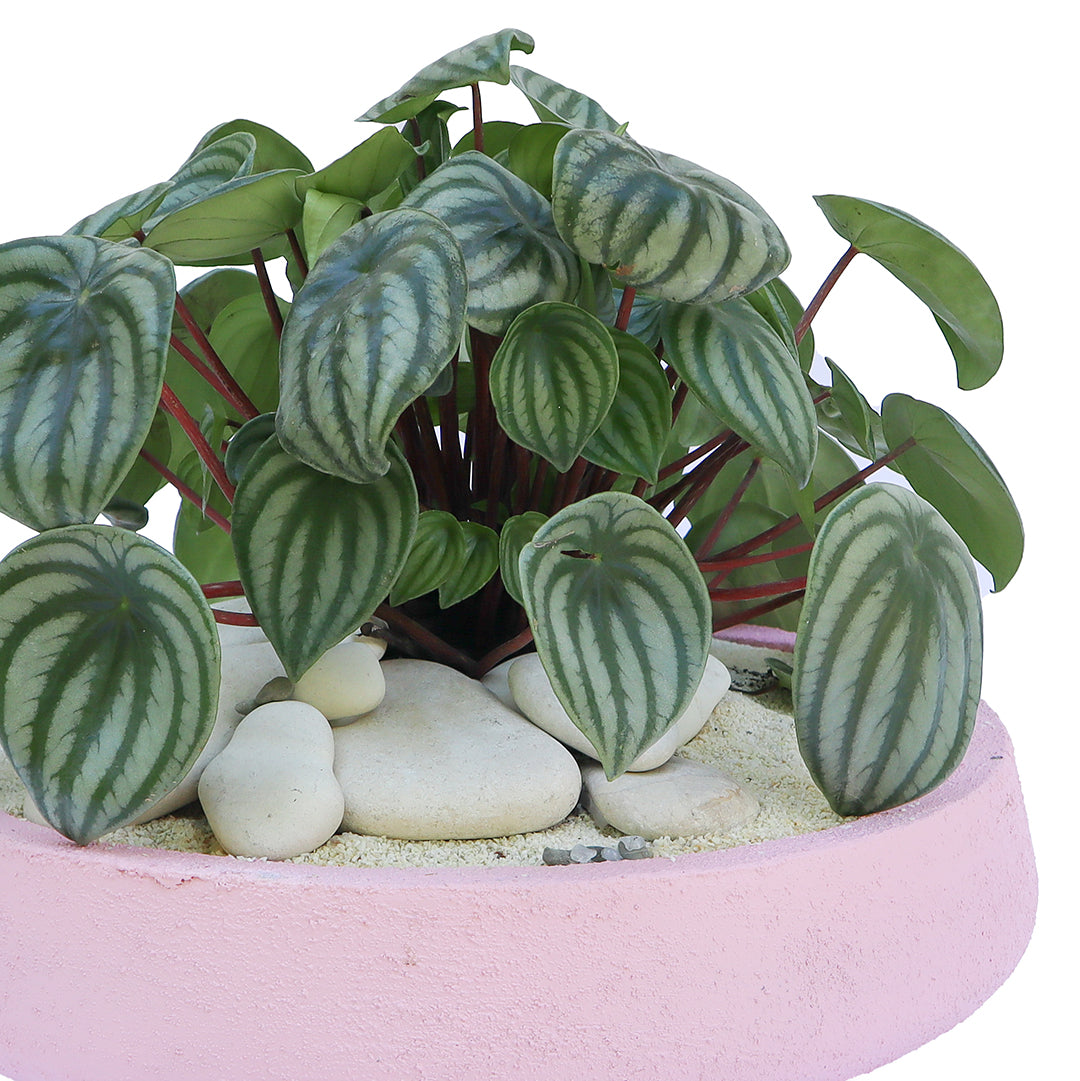 Julieta Teppa  - One of a Kind Pink No.2 Peperomia Watermelon