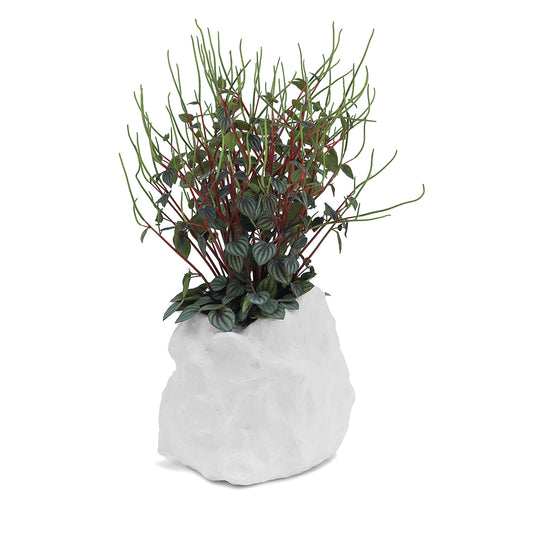 Julieta Teppa  - One of a Kind White No.6 Peperomia Little Toscani