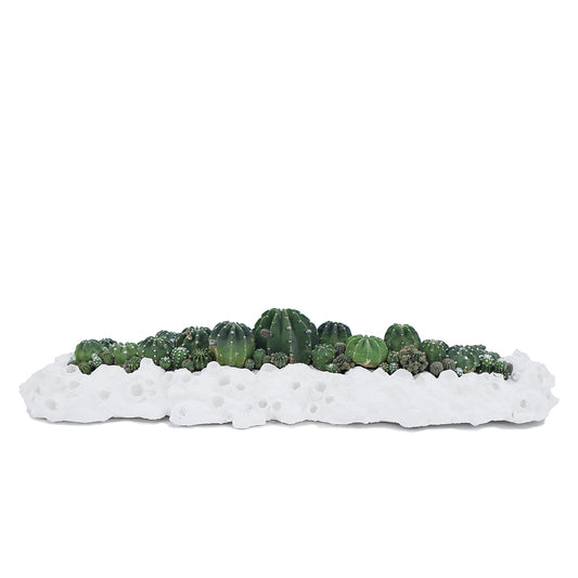 Julieta Teppa - One of a Kind White No.7 Trough Cacti