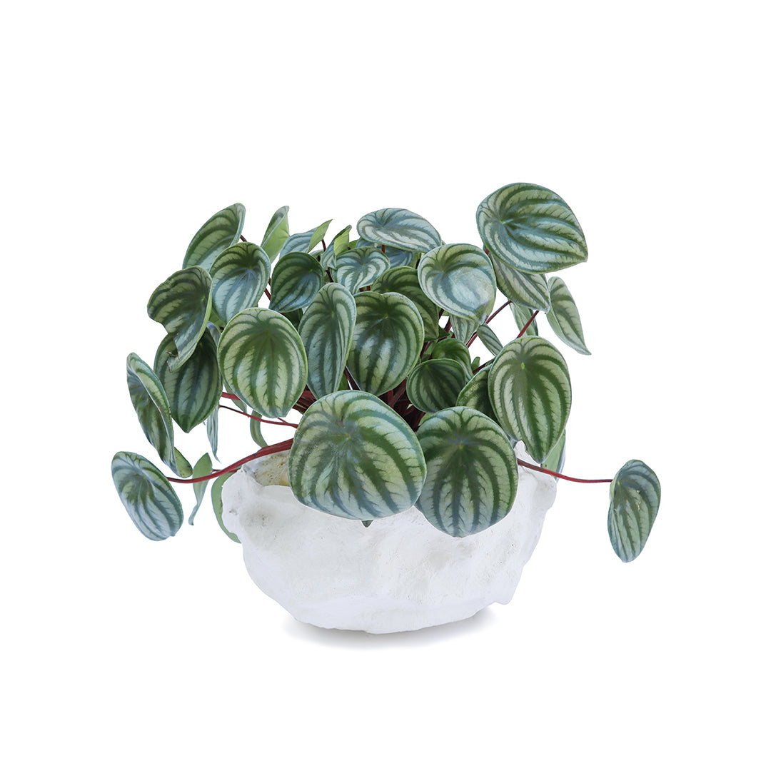 Julieta Teppa  - One of a Kind White No.3 Peperomia Watermelon