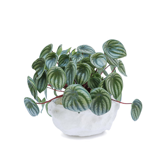 Julieta Teppa  - One of a Kind White No.3 Peperomia Watermelon