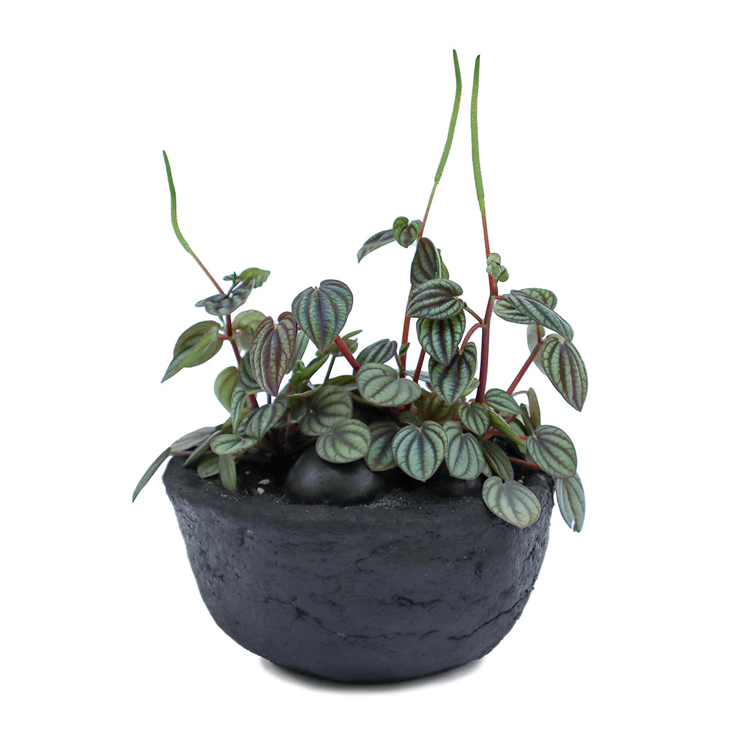 Julieta Teppa  - One of a Kind Black No.2 Peperomia Little Toscani