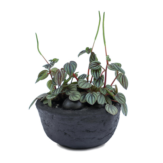 Julieta Teppa  - One of a Kind Black No.2 Peperomia Little Toscani
