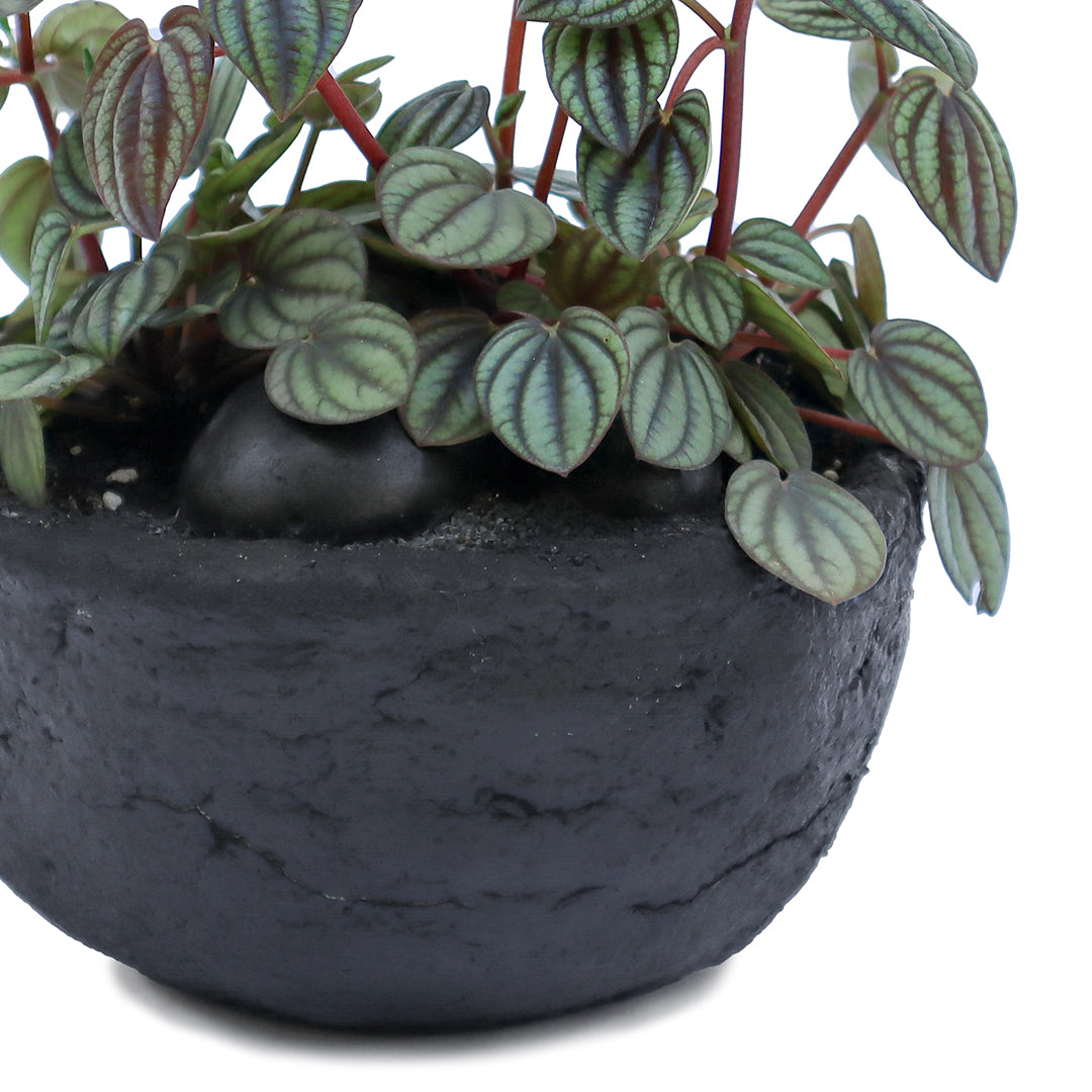 Julieta Teppa  - One of a Kind Black No.2 Peperomia Little Toscani