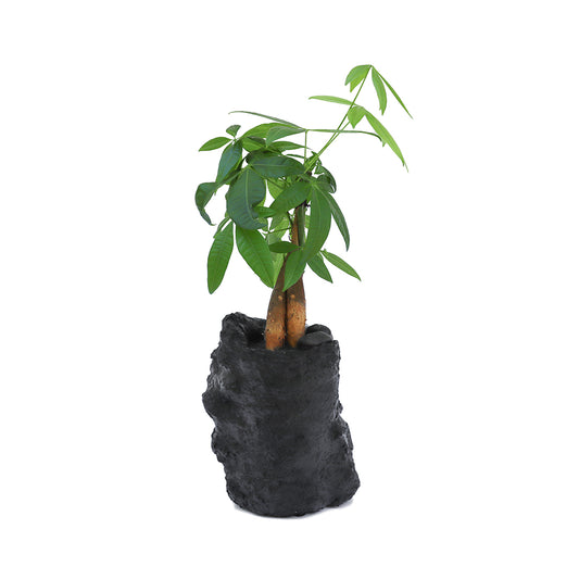 Julieta Teppa - One of a Kind Black No.1 Money Tree