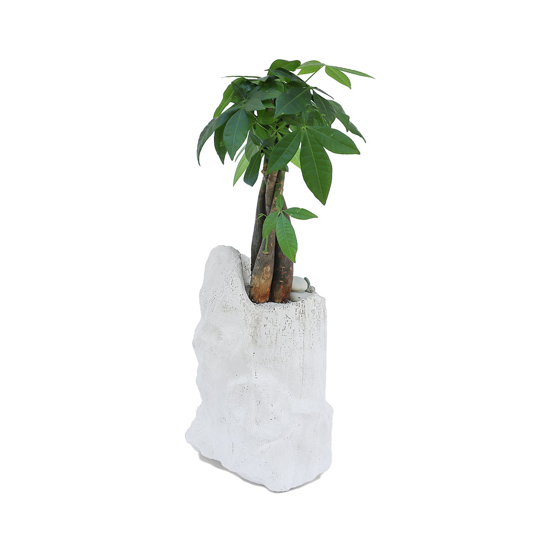 Julieta Teppa  - One of a Kind White No.2 Money Tree