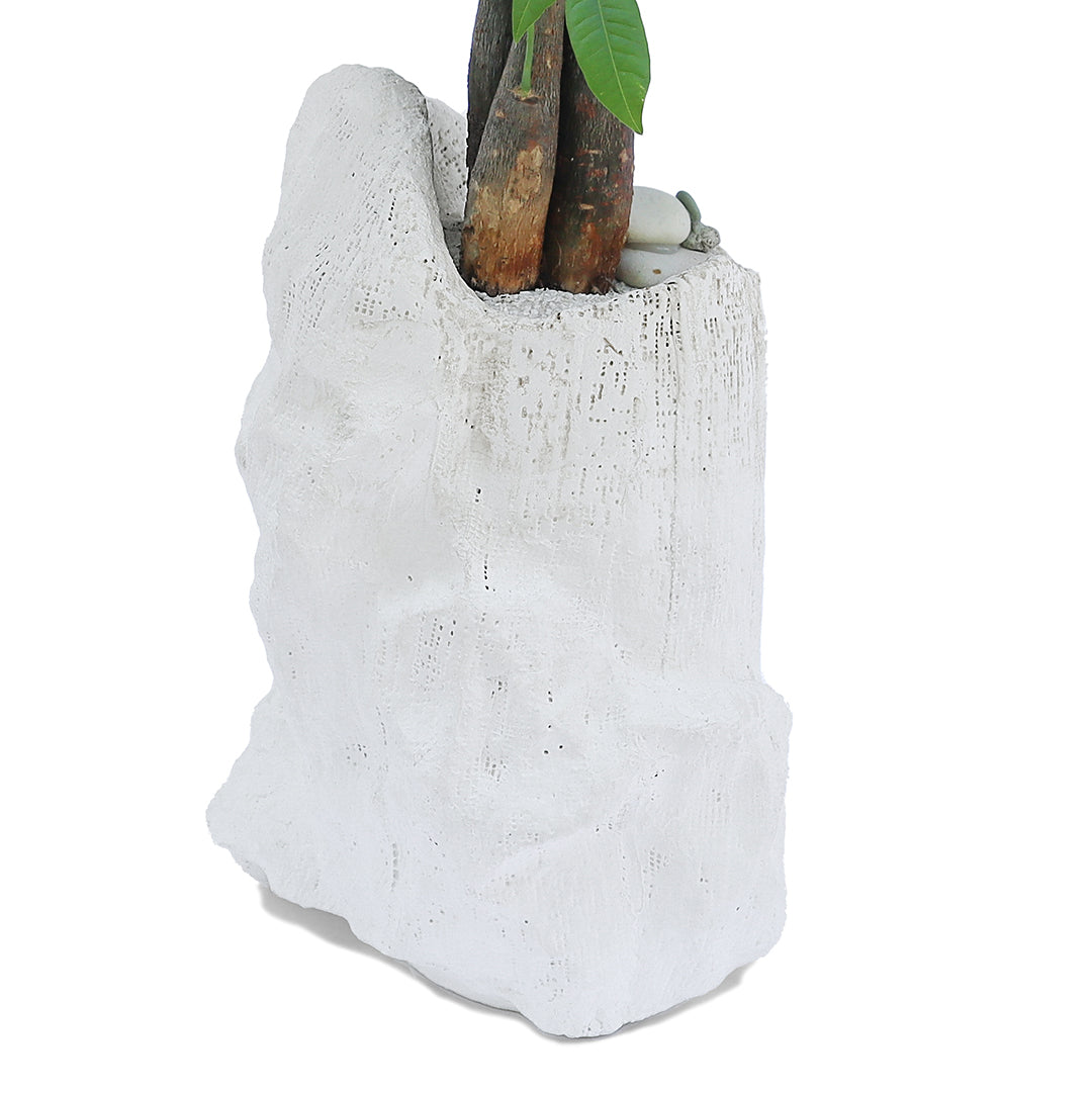 Julieta Teppa  - One of a Kind White No.2 Money Tree