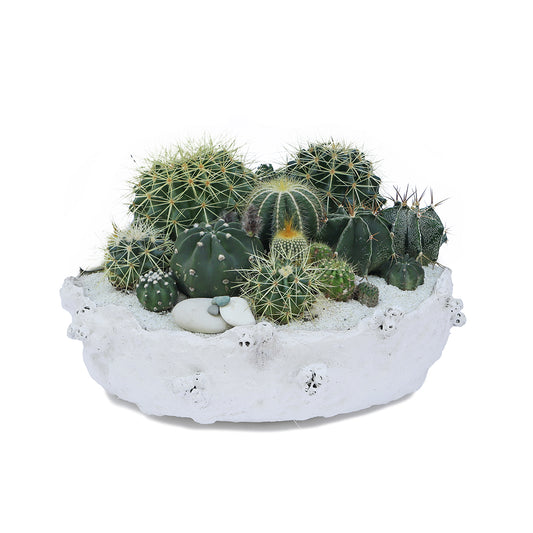 Julieta Teppa  - One of a Kind White No.1 Cactus