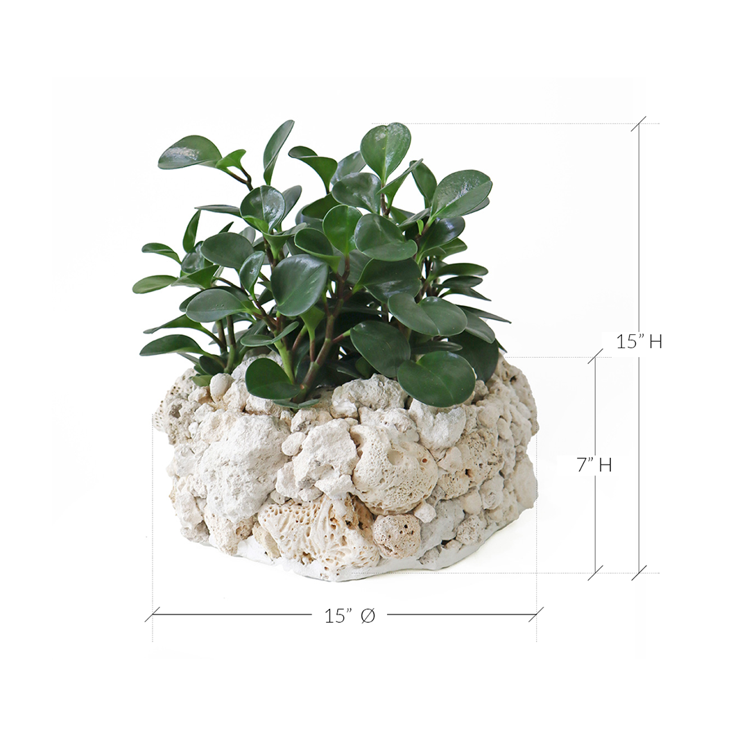 Keystone Round Large D16"-18" - Peperomia Garden Plant The Future