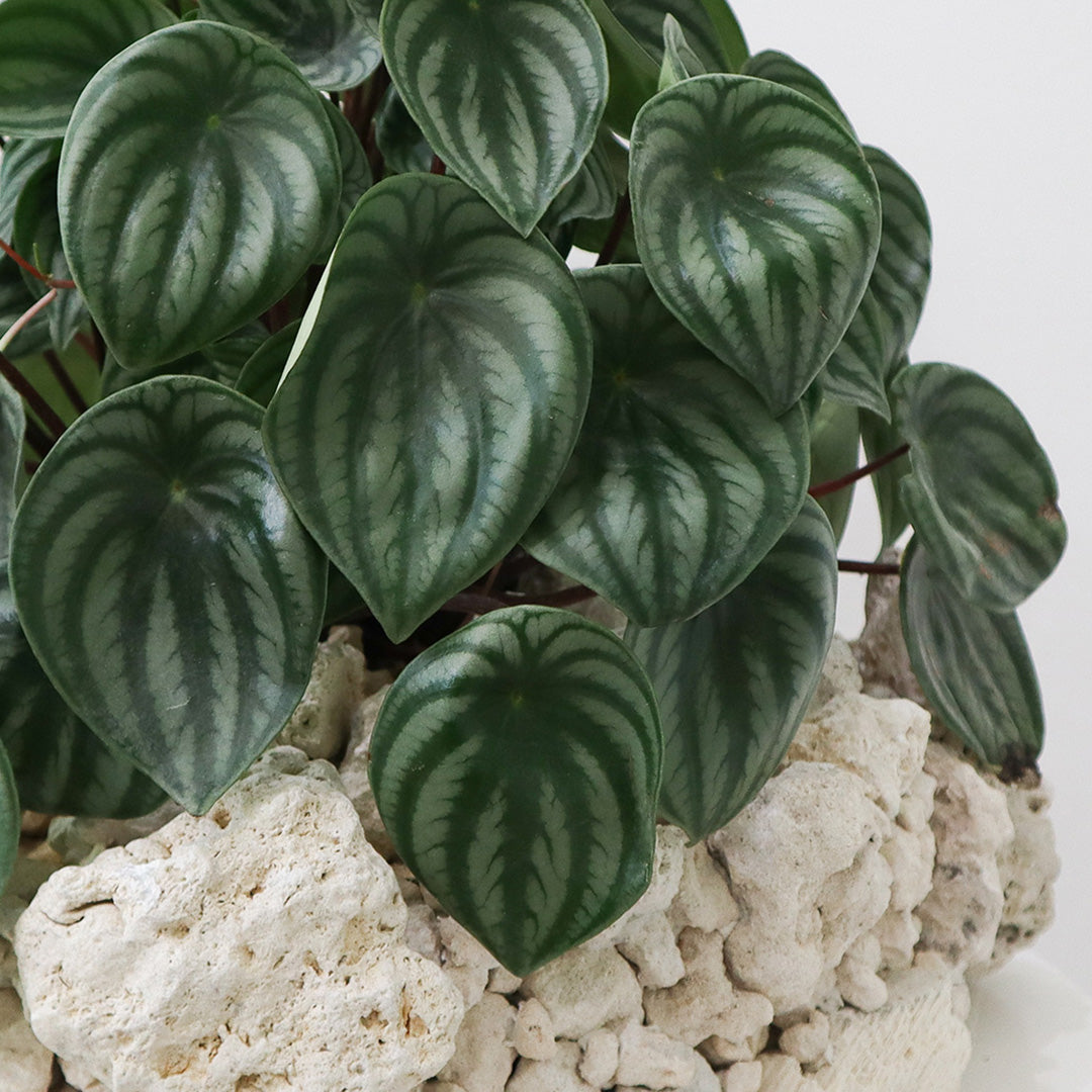 Keystone Round Large D16"-18"- Watermelon Garden Plant The Future