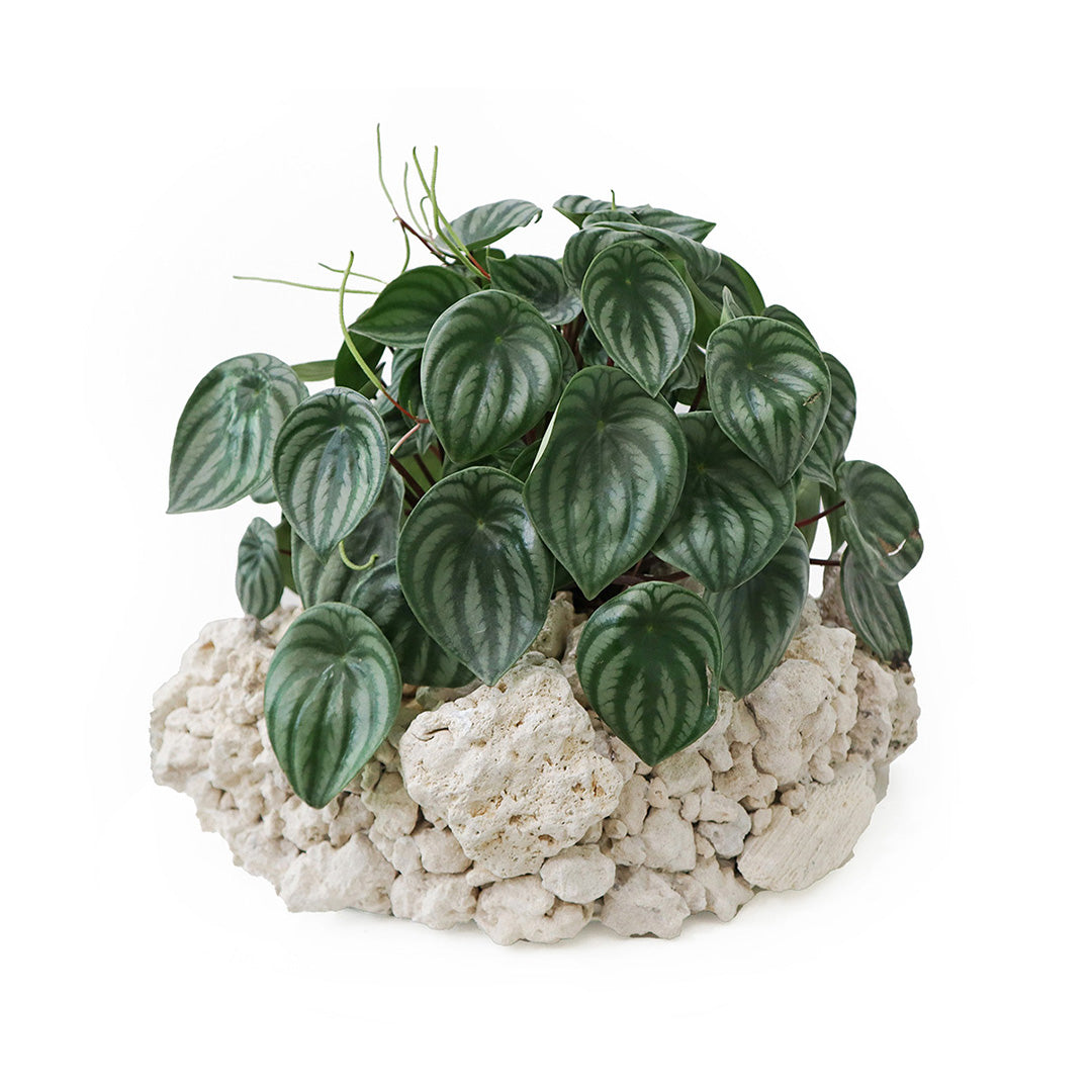 Keystone Round Large D16"-18"- Watermelon Garden Plant The Future