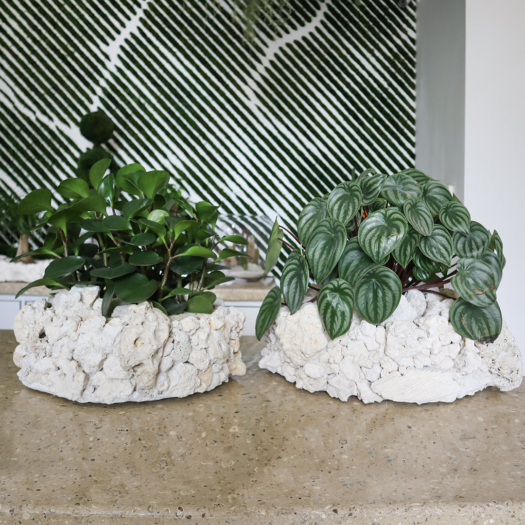 Keystone Round Large D16"-18"- Watermelon Garden Plant The Future