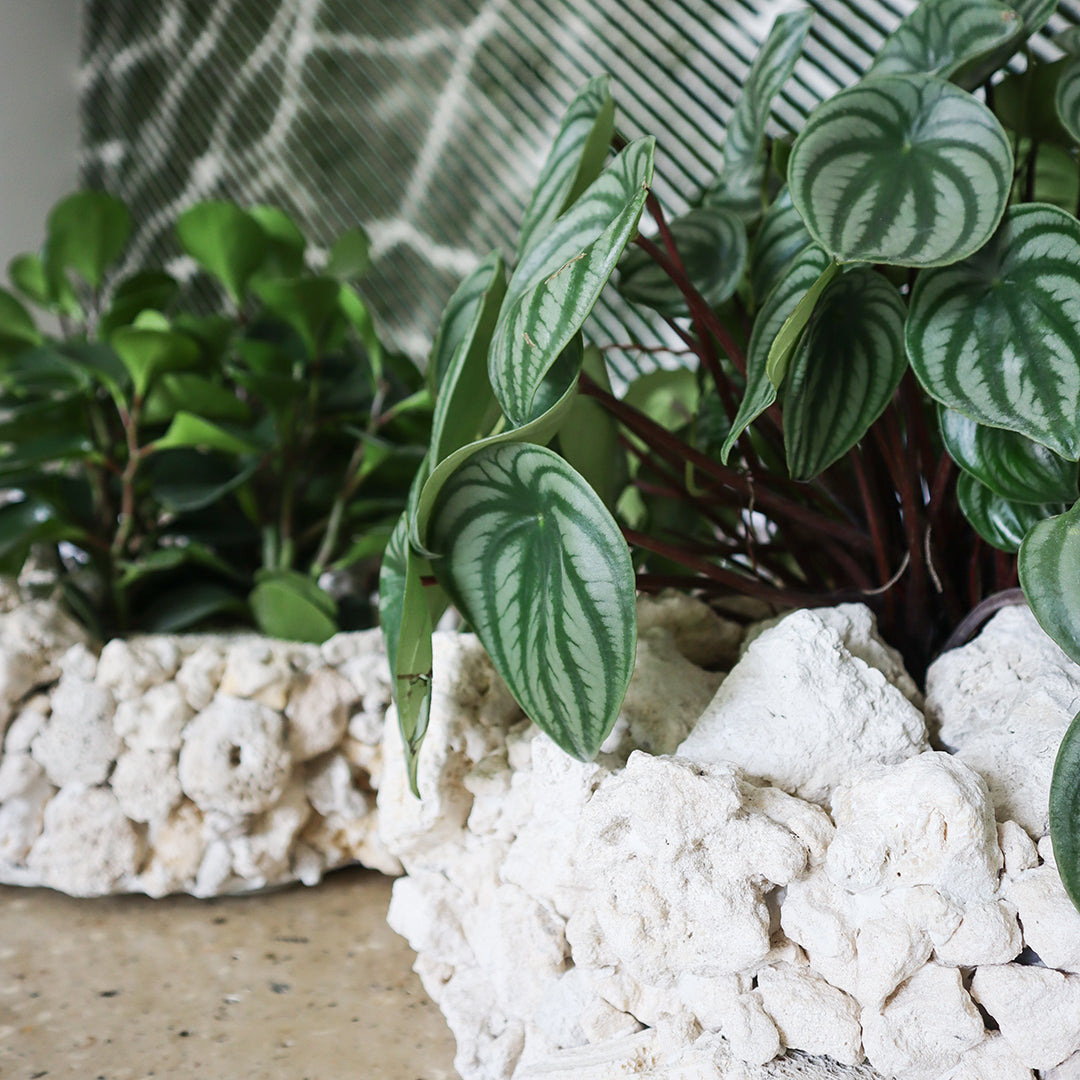 Keystone Round Large D16"-18"- Watermelon Garden Plant The Future