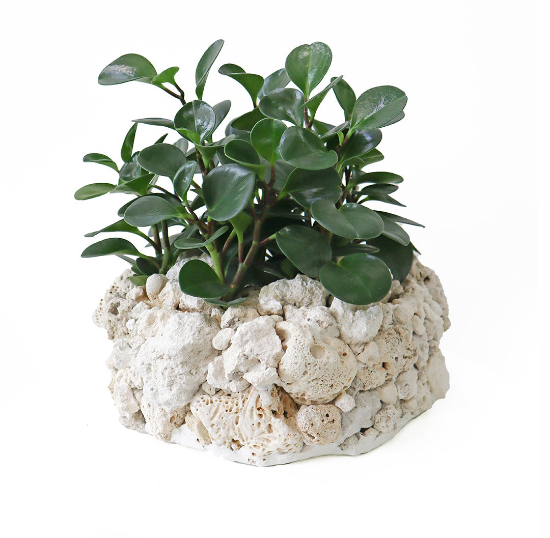 Keystone Round Large D16"-18" - Peperomia Garden Plant The Future