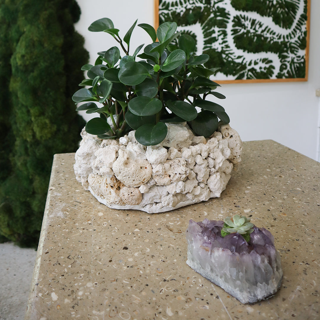 Keystone Round Large D16"-18" - Peperomia Garden Plant The Future