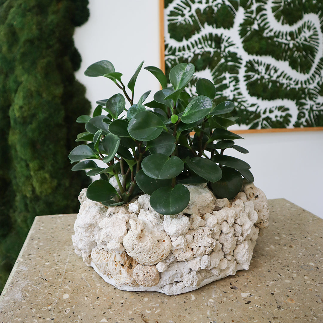 Keystone Round Large D16"-18" - Peperomia Garden Plant The Future