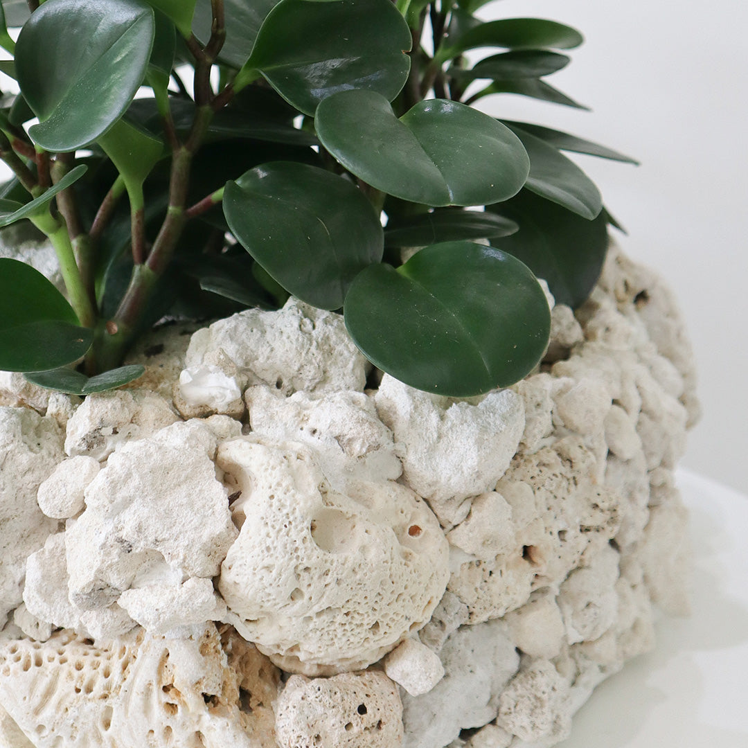 Keystone Round Large D16"-18" - Peperomia Garden Plant The Future