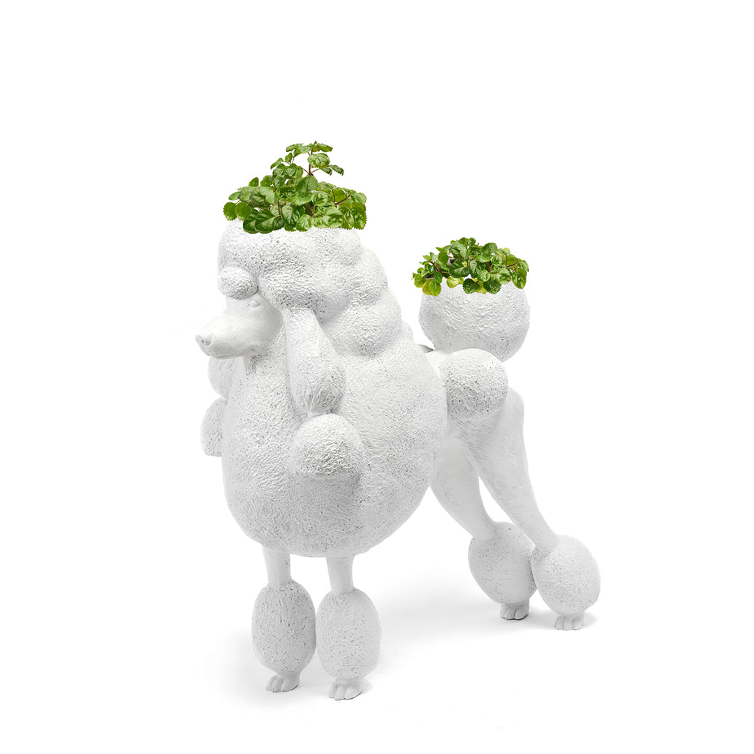 Life Size Animal - Poodle