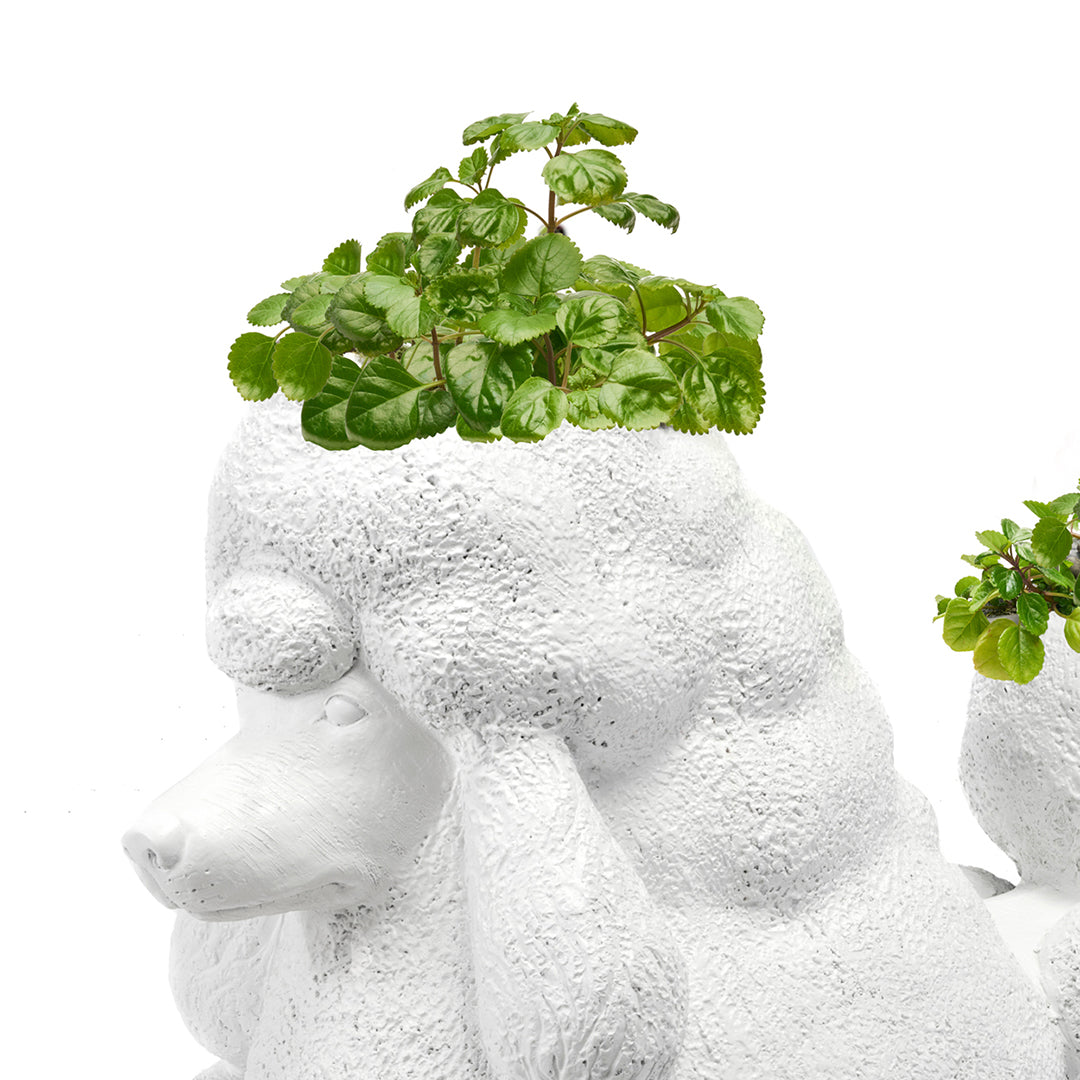 Life Size Animal - Poodle