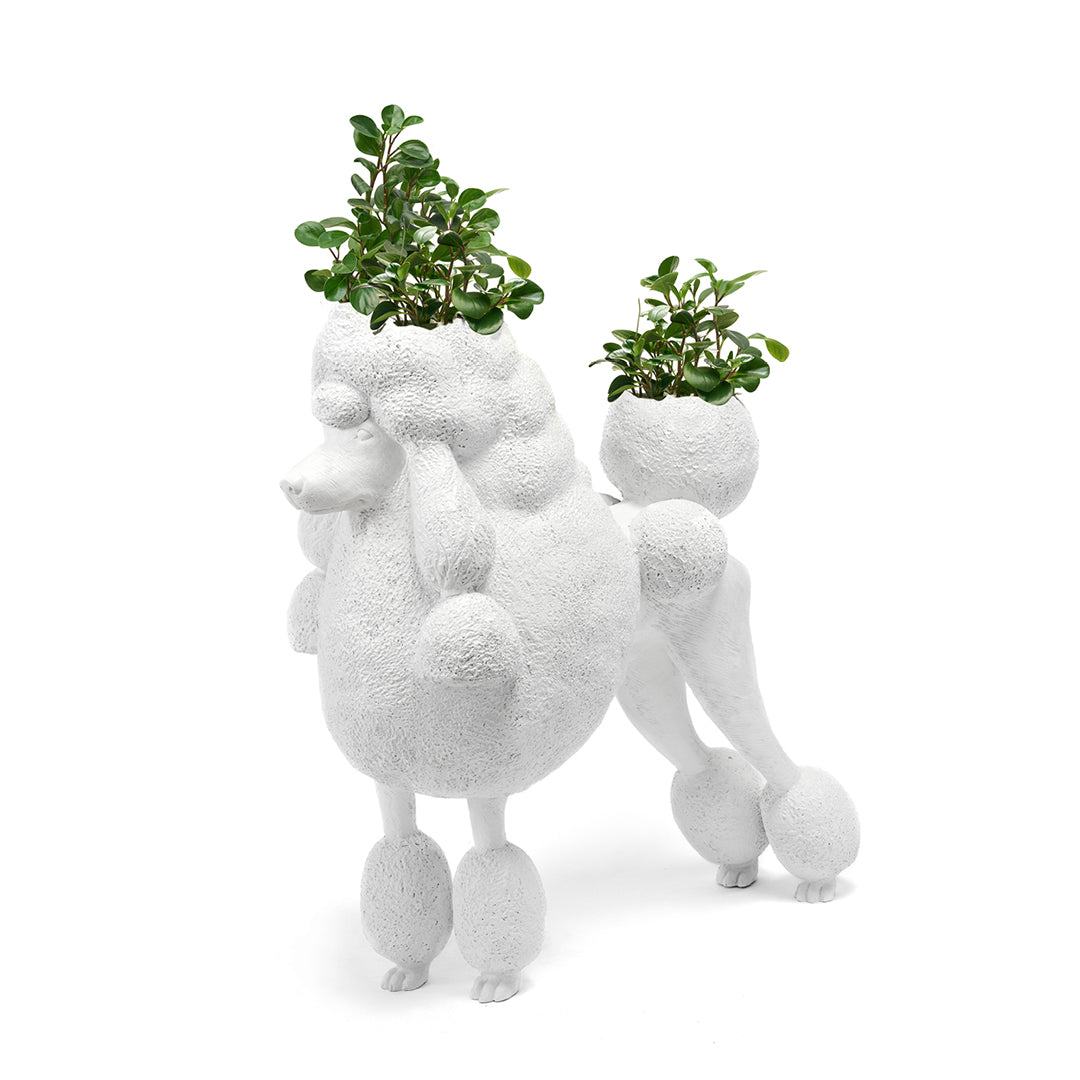 Life Size Animal - Poodle