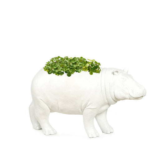 Life Size Animal - Hippo