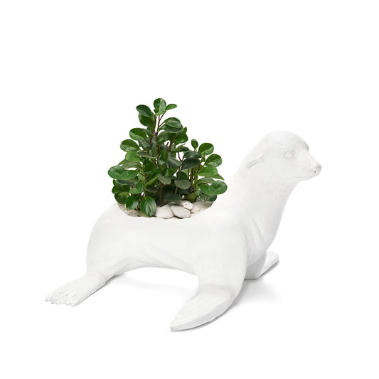 Life Size Animal - Seal