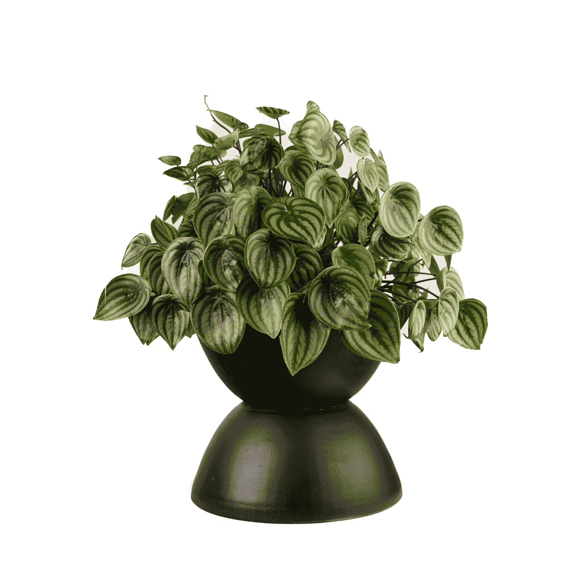 Los Angeles Short Black with Peperomia | Plant the Future