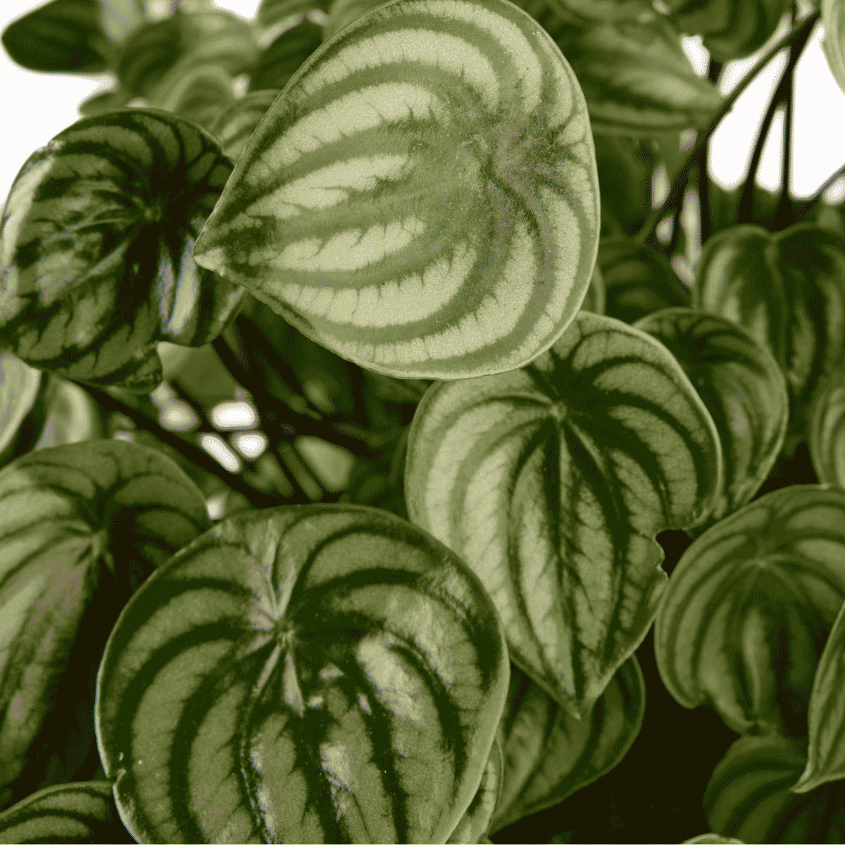 Los Angeles Short Black with Peperomia