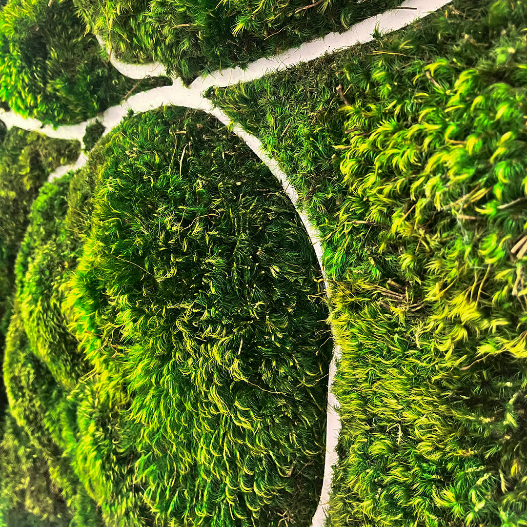 Mediterranean Series "Magnolia" (2024) 5' x 4'