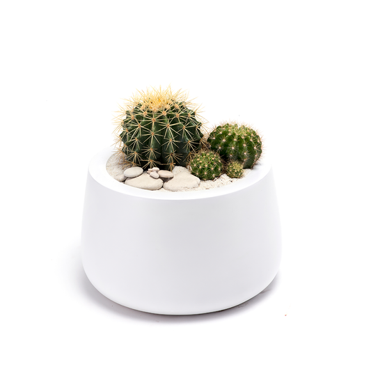 Milano Short Small  White - Barrel Cactus