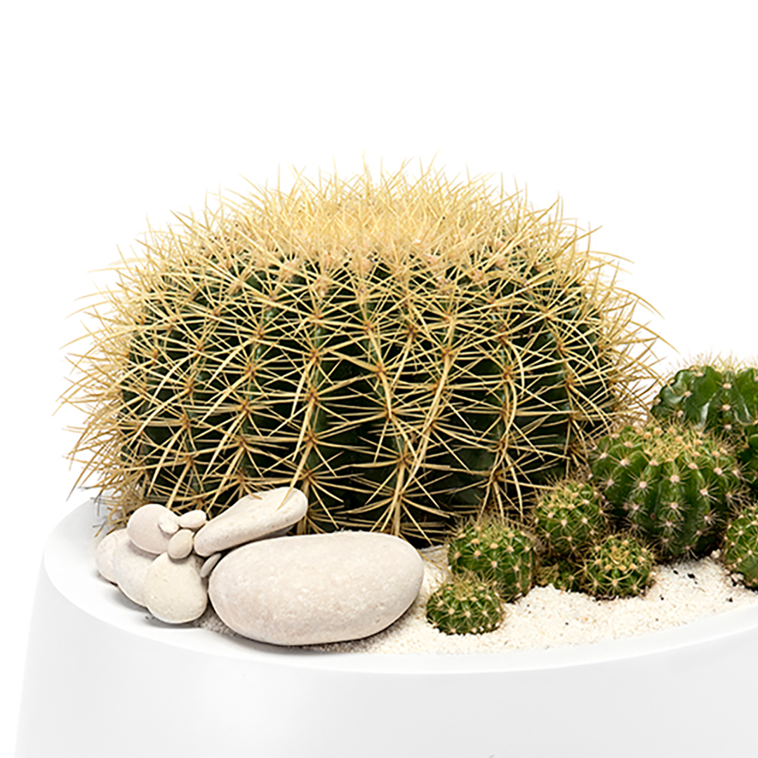 Milano Short Large White - Barrel Cactus