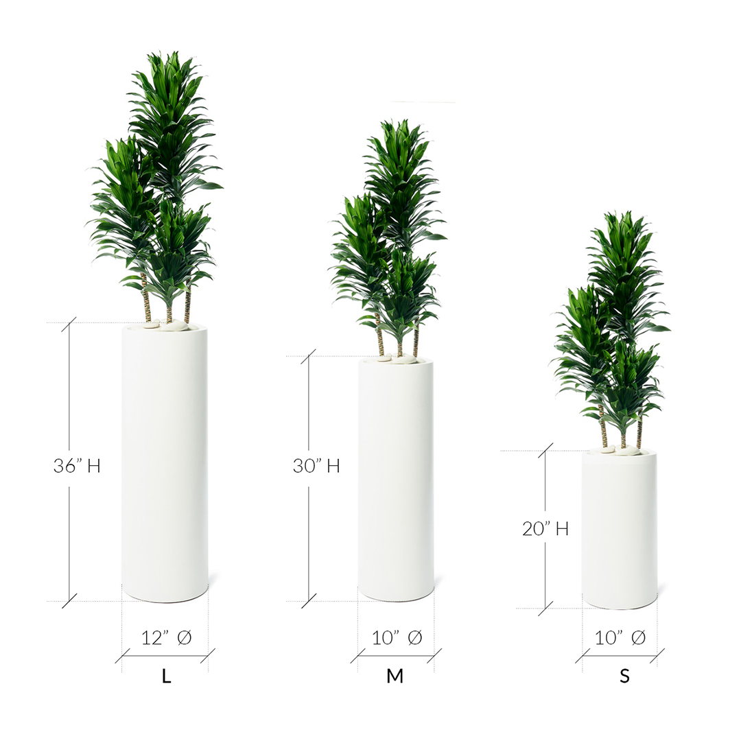 dracaena janet craig compacta cane Milano Tube White – Janet Craig Compacta – PLANT THE FUTURE