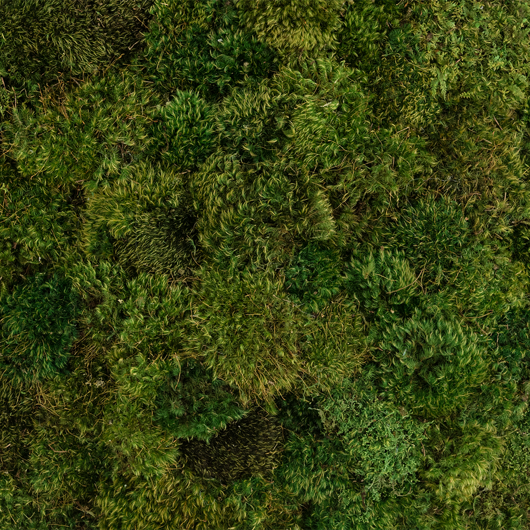 Moss Circle