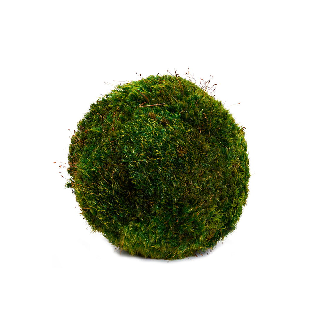 Moss Sphere - Tabletop